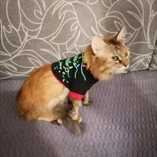 Shirt Pet-Clothing Dog-Costume Puppy Dogs Vest Christmas Chihuahua Cotton Small Medium