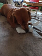 2019 New Pet Squeaky Funny Dogs Animal Shape Toys Gift Set Large Rabbit Honking for Dogs