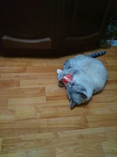 Pet-Supplies Dog-Toy Vegetable Carrot Interactive Training Small Squeaky-Bone Simulation