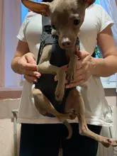 Bags Outdoor Backpack Travel-Accessories Pet-Dog-Carrier Dogs Small Chihuahua Camouflage