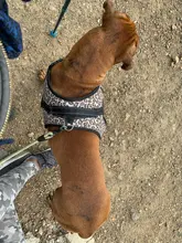 Pet-Products Dog-Harness Led-Collar Glowing K9 Chihuahua Vest Puppy Lead Pets for Large