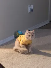 Cartoon Cat Hoodie Sweater Autumn Winter Pet Cat Clothes for Cats Katten Kedi Pullovers