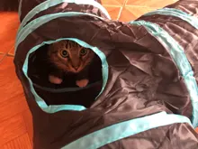Túnel de juegos para gatos, tubo plegable con agujeros perfecto para cachorros y conejos, juguete divertido para mascotas ideal para interiores, 2/3/4/5 vías