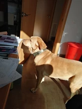 Dog-Collar Leash Engrave-Name Designer Personalized Luxury for Big Large And