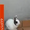 E***r