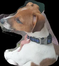 Collar de nailon para perro, personalizado con placa de etiqueta de identificación grabada para mascota, reflectante, perros pequeños, medianos y grandes