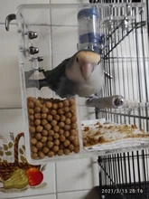 Box Cage Perch-Stand Birds-Supplies Bird-Parrot-Feeder Feeding-Tools Hanging Parrots