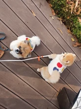 Costume Puppy-Clothes Love-Rainbow-Vest PETCIRCLE Pet-Cat Dog Winter New Fit And Four-Color