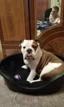 Ball Chew-Toy Rubber Puppy Pet-Dog Play Sound HOOPET Funny Squeaky Small Big Dog Outdoor