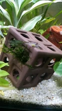 House Shrimp SHELTER-BREED Spawn Aquarium Ceramic Protect-Fish Small for Your-Choice-To-Design-Cover