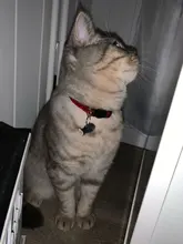 Collar de seguridad para gato, Collar de gatito personalizado de liberación rápida, Collar para gatos con campana para cachorro gatito