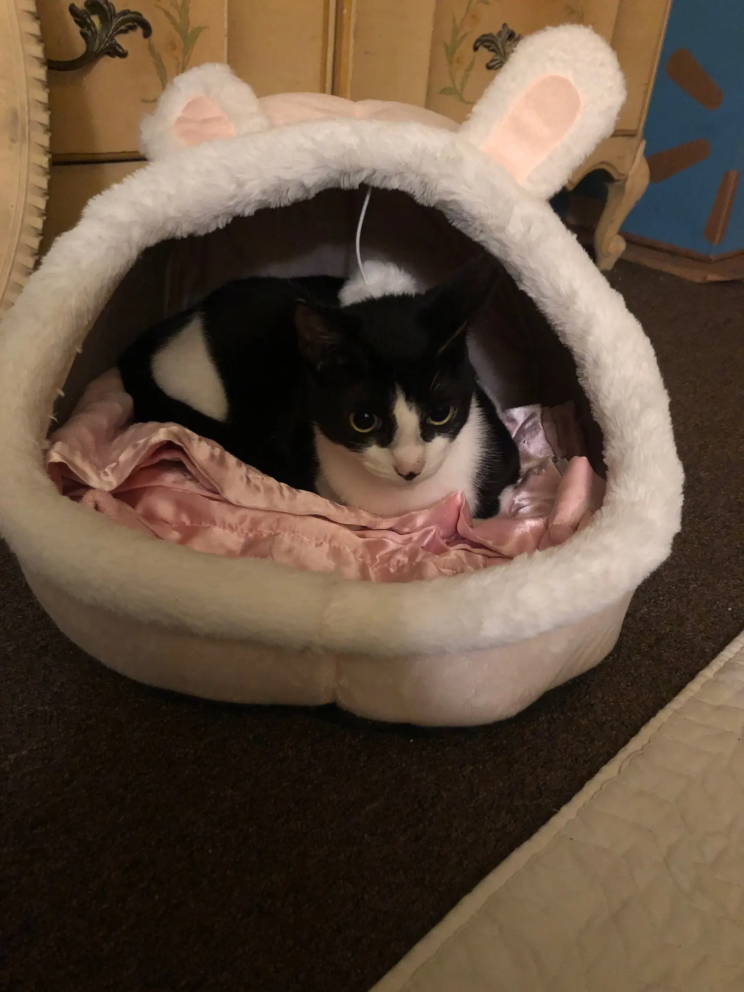 Sweet Cat Bed photo review