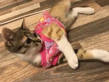 Cat Coats Jacket Dog-Costumes-Clothes Pet-Supplies Small Dogs Fleece Cartoon Autumn/winter