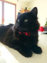 Small Dog Necklace Collar Puppy Party-Bandana Bulldog Chihuahua Bowknot Plaid Cotton