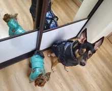 Coats Jumpsuits Overalls Yorkie-Clothing Puppy Dog-Jacket Pet-Dog Small Dogs Waterproof