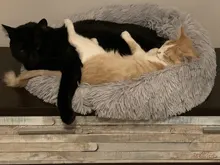 Super Soft Dog Bed Round Washable Long Plush Dog Kennel Cat House Velvet Mats Sofa For