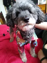 Summer Pet Printed Clothes For Dogs Floral Beach Shirt Jackets Dog Coat Puppy Costume