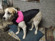 Ropa de perro grande invierno cálido mascota chaleco chaqueta impermeable perro abrigo ropa para perro grande Bulldog Golden Retriever ropa