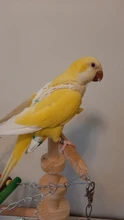 Pájaro loro pañal Cockatiel palomas mascota mediana grande aves traje de vuelo ropa mascotas pájaros heces bolsillo