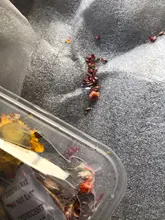 1 caja de hojas de flores prensadas reales, resina de margaritas secas, calcomanías de belleza para uñas, moldes de epoxi, embellecedores para fabricación de joyas