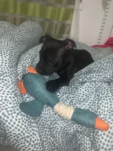 Dog-Toys Puppy Squeak Chew-Cleaning Plush Pet-Resistance Cat Cartoon Cloth Linen 33cm