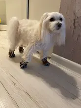 Botas impermeables para perros, zapatos para perros, antideslizantes, para cachorro, gato, lluvia, nieve, calzado para perros pequeños, Chihuahua, 4 Uds.