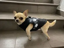 Ropa de invierno para mascotas, atuendo con chaleco cálido para perros pequeños, abrigo para perro, Chihuahua acolchado, a prueba de viento, 20