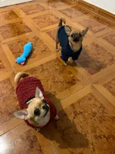 Ropa para perros de lana y Chihuahua, Ropa de invierno para mascotas pequeñas y medianas