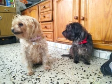 Cuero de la PU de Collar para perros mascotas Color puro ajustable suave Grande Mediano pequeño cuello de perros Correa cachorro gato suministros Asccessories collares