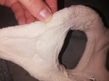 Vest Leash-Set Puppy-Harness Dog No-Pull French-Bulldog Pet-Chihuahua Small Padded Adjustable