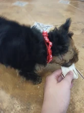 Nuevo lindo Collar campana para gatos Collar de perro Teddy Bomei perro de dibujos animados divertido huella collares lleva Cat accesorios Animal productos