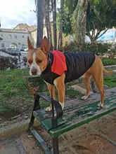 8 Size S-5XL Winter Dog Clothes For Pet Waterproof Warm Large Dog Vest Cat Puppy Dog