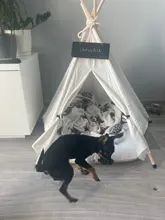 Tienda de campaña portátil para mascotas, casa para animales domésticos con cojín grueso, disponible en 6 colores, para cachorros, perros, gatos, de interior y exterior, ideal para ir de excursión