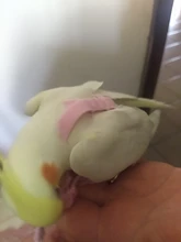 Cuerda de entrenamiento antimordedura para mascotas, Kits de correas ultraligeras, suaves y portátiles, gran oferta