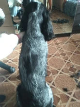 Baorun-Cortadora de pelo eléctrica para mascotas S1, dispositivo profesional de gran potencia para afeitar el pelo de perros y gatos