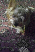 Sweater Dog-Jacket Dog Hoodie French Bulldog Winter Pet-Dog for Flamingo-Design Cats