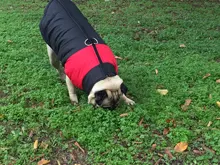 Vest Jacket Pets-Clothing Pug-Coat Puppy Dogs French Bulldog Waterproof Small Winter