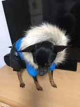 Jacket Jumpsuit Coat Puppy Waterproof Winter PET Warm PETASIA for Chihuahuas Small Large