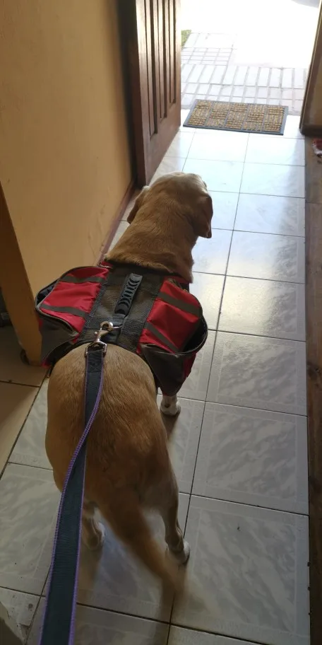 Dog Hiking Backpack | Dog Backpack Harness | Dog Hiking Gear | Dog Hiking Pack photo review