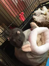 Pet-Cage Nest Hamster-Accessories House Small Animal Rat/hedgehog Cotton for Winter Warm