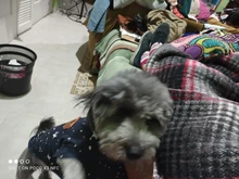 Pet-Dog-Clothes Jacket Coat Puppy Dogs Chihuahua Cotton for Warm Thick And Thin