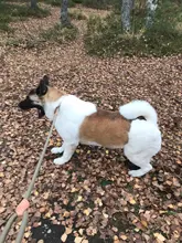 Slip-Collar Pet-Traction Dog-Leash P-Chain Pet-Walking-Leads Dog-Mountain-Climbing-Rope