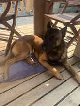 Benepaw-Collar de entrenamiento para perros, con puntas de goma cómodas, ajustable, desmontable, de acero inoxidable, Collar de dientes para mascotas