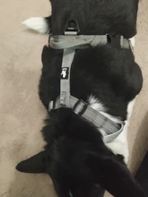 Pet-Harness Truelove Walk Padded Seat-Belt Handle Reflective-Dog Adjustable Small Soft