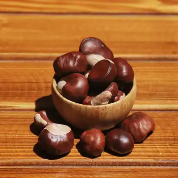 

High quality pure Aesculus hippocastanum- Horse-Chestnut, seeds 100 gr-400 gr free shipping
