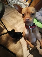 Dog-Collar Dogs Pink Customized Engraved Yorkies Chihuahua for Small