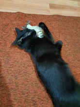 Doll-Pillow Cat-Toy Cat Mint Simulation-Fish Grass-Carp Funny New Pet-Molar