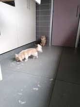 Kit de cortadora de pelo para perros, afeitadora recargable por USB Gato, bajo ruido, cuchilla de repuesto