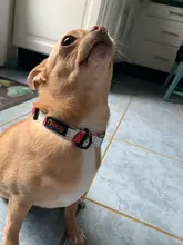 Dog-Collar Engraving-Tag Nameplate Pitbull Dogs Print Small Pug Personalized Nylon Free