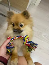 De caucho para mascotas perro de juguete goma hueso morder resistente al juguetes para mascotas juguetes para perro muelas dientes entrenamiento inodoro juguetes de productos para perros